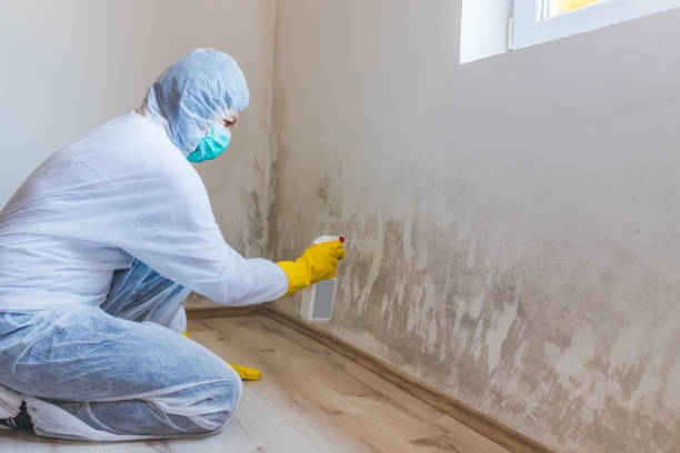 Licensed Mold Remediation service in Stafford, TX - WQB Mold Removal